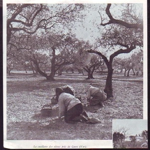 1941 -- CUEILLETTE DES OLIVES PRES DE CUERS N955 - Foto 1 di 1