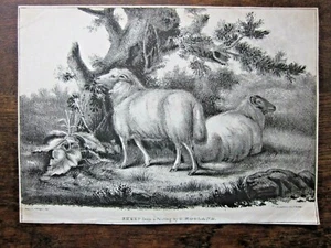 c1825 Litografia pecora Rogers after Morland decano & animale monday stampa antica - Foto 1 di 10
