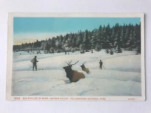 Postcard WY Yellowstone NP Elk Stalled In Snow Hayden Valley - Picture 1 of 2