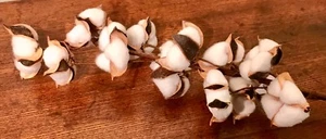 12 Cotton Boll Stem Spray Branch Country Farmhouse Decor 28" New Flower Arrange - Picture 1 of 9