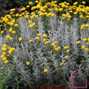 Santolina chamaecyparissus - santolina (Alveolo forestale) - 10-15cm - Imagen 1 de 2