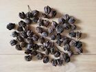 50x beech pods, beech nut pods, empty, dried. Natural, crafts, decorations, DIY