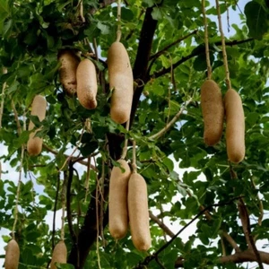 20 semi di Kigelia pinnata, semi di albero di salsiccia, semi di frutta esotica - Foto 1 di 5