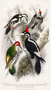 12928. Póster de decoración. Home Wall Art.1774 Ilustración animal orfebre. Pájaros carpinteros - Imagen 1 de 1