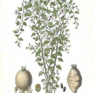 Jalap - - PL 19 - Plante Flore - Gravure de presse 1872 - Picture 1 of 3