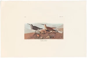 Audubon Abbeville Ed Double Elephant Folio lithograph Pl 290 Red back Sandpiper - Picture 1 of 2