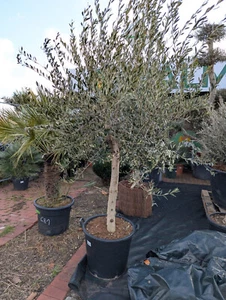 Olea europaea Olivenbaum 1,8-2,2m glatter Stamm 20-25cm winterhart mediterran - Bild 1 von 4