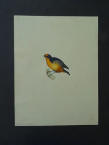 FRENCH SCHOOL 19thC - STUDY OF A BIRD - MAGNIFICENT WATERCOLOR - Picture 1 of 11