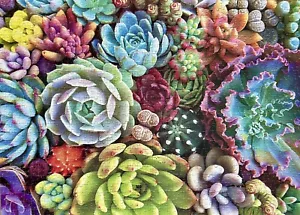 Succulent Plants Colorful Succulents Jigsaw Puzzle 1000 Pieces - Picture 1 of 4