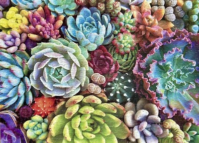 Rompecabezas de plantas suculentas coloridas suculentas 1000 piezas Foto 1 de 4