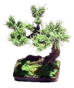 Dollhouse Miniature Bonsai Tree in Pot -- 1:12 Scale - Picture 1 of 1