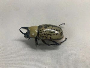 Dynastes Tityus MALE Hercules Horned Beetle USA - Imagen 1 de 4