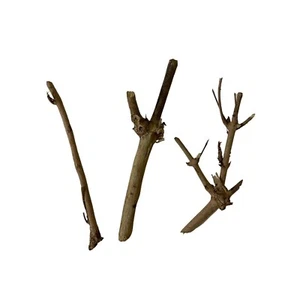 Abre Camino Palo - 0,2 Oz - 2-3 Sticks Yoruba Santeria Ifa Kraut Lucumi Yoruba - Bild 1 von 2