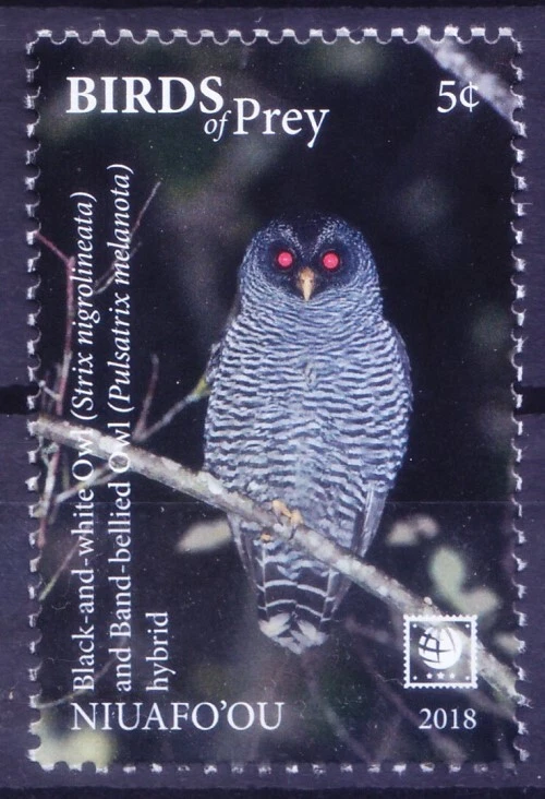 Niuafo ou 2018 MNH, búho con bandas negras, Birds of Prey Foto 1 de 1