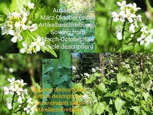 Knoblauchrauke, Alliaria petiolata, garlic mustard,100 seeds,samen,edible,essbar - Bild 1 von 14