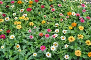 Zinnia (Molino Mix) 600+ Seeds. Instructions Included x - Picture 1 of 5