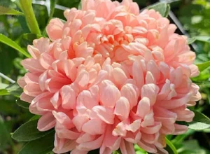 200 Samen Aster Pfingstrose Blüte doppelt pfirsichfarben - callistephus chine... - Bild 1 von 1