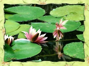 Get Well Soon Pink Fairy Fairies Lily Pad Pads Lisa Jane Greeting Card - Picture 1 of 3