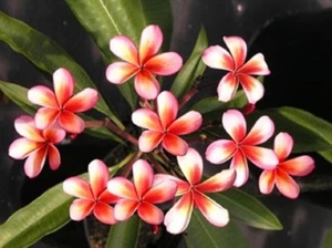 5 Red Orange Plumeria Seeds Plants Flower Seed Perennial Flowers 203 US SELLER - Picture 1 of 12