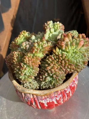 Importado Suculenta Planta Viva Regalo Raro Suculento Echeveria Blanco Granja Cresta Foto 1 de 4