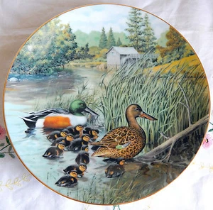 "THE NORTHERN SHOVELER" Living With Nature: Jerner's Ducks Plate w/COA (8.5") - Picture 1 of 4