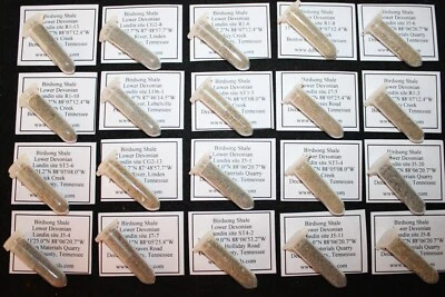 Devonian Birdsong brachiopod ostracod microfossil matrix 25 sites lat & long - Image 1 of 4