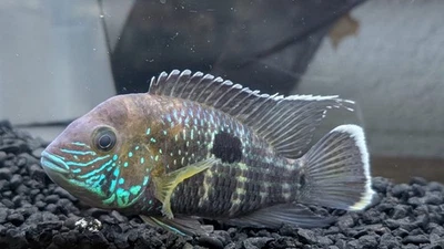 Green Terror 4" - Image 1 of 4