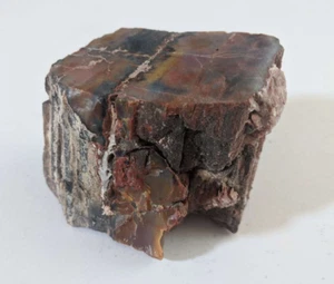 Petrified Wood Polished from Arizona - 435 grams - Picture 1 of 5
