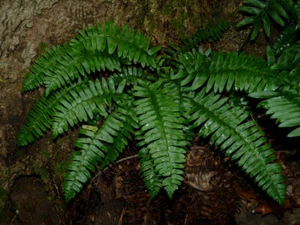 3(ea) Christmas Fern  (Polystichum Acrostichoides) bare root - Picture 1 of 5