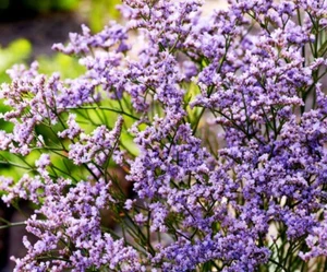 8x STATICE BLUE SEA LAVENDER - Limonium sinuatum Plug Plants Preorder - Picture 1 of 2