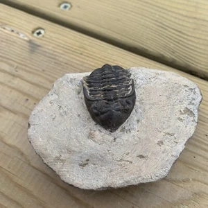 Trilobite metacanthina issoumourensis sp Morocco - Picture 1 of 10