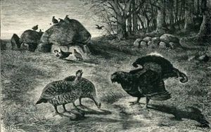 UCCELLINO, GALLO DI BRUGHIERA / GALLO CEDRONE ROSSO SULLA BRUGHIERA ~ 1894 stampa antica - Foto 1 di 3