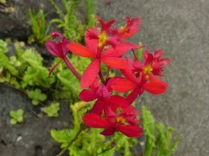 Crucifix Orchid (Epidendrum) - Picture 1 of 5