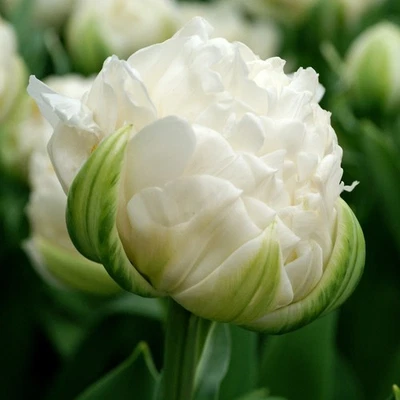 Easy to Grow Tulip Mount Tacoma 10 Plant Bulbs, Spring Double Group Zones 3-8 - Image 1 of 4