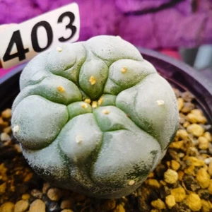 0616 ---------Ariocarpus /Astrophytum myriostigma/ - Imagen 1 de 7
