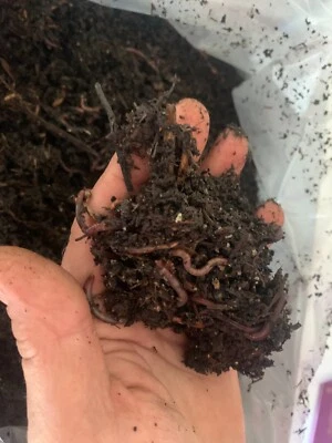 ADVANCED NUTRIENTS Lombrichi Rossi Californiani Eisenia fetida e Eisenia andrei gr. 250