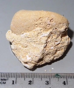Fossil Echinoid specimen from Australia 35x30mm 24g #3210 - Picture 1 of 2