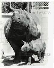 1983 Press Photo Jaypuri, Indian rhinoceros & newborn at San Diego Wild Animal