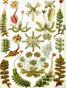 Panel de cerámica mural/mosaico de azulejos de coral marino - impresión Hepaticae-Ernst Haeckel - Imagen 1 de 4