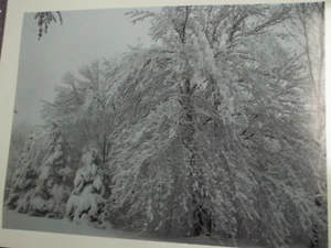 Woodland Snow Photographic Poster Art 18 x 24 - Picture 1 of 1