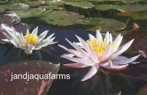 Arc-en-ciel Rainbow Water Lily Pink Adult plant koi garden pond J&JAquafarms - Picture 1 of 2