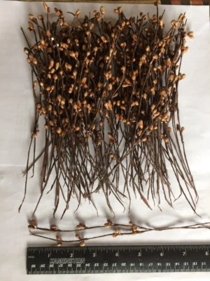 Set/50 Primitive 7" 7in TEA STAIN Pip Berry Garland Picks Craft Supplies Pips - Image 1 of 4