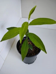 Black Cherry Tree, 1 Gallon Pot. - Picture 1 of 3