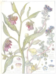 FLOWERS. Borage. Boraginaceae. Common Comfrey; Sea-Side Smooth Gromwell 1907 - Picture 1 of 1