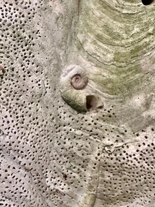 GIANT CLAM SHELL with NAUTILUS attached AMAZING DISPLAY nautical collectible - Picture 1 of 24