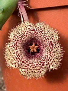 HUERNIA ERINACEA - SUCCULENTA - VASO Ø7 - Foto 1 di 5