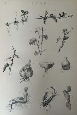 Antique Print c1870 Botanical | Stem Diagram Victorian Scientific Engraving — 第 1/4 张图片
