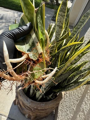 Snake Plant Sanseveria Live Plant  Same Plant As In Pictures - Image 1 of 4