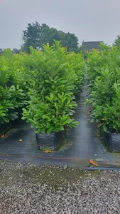 Laurel Instant Hedging 140-160cm High x 1 metre wide - Picture 1 of 2