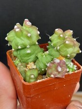 ECHINOCEREUS PENTALOPHUS MONSTROSA / Echinopsis rare kaktea cactus Ariocarpus